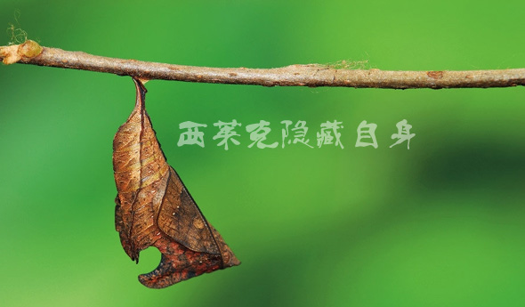 1683608846797032.jpg 16813624057577345.jpg